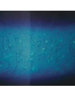 Tama MAT0806U-MEB Starclassic Maple Lacquer Rack Tom 8 - Molten Electric Blue Burst